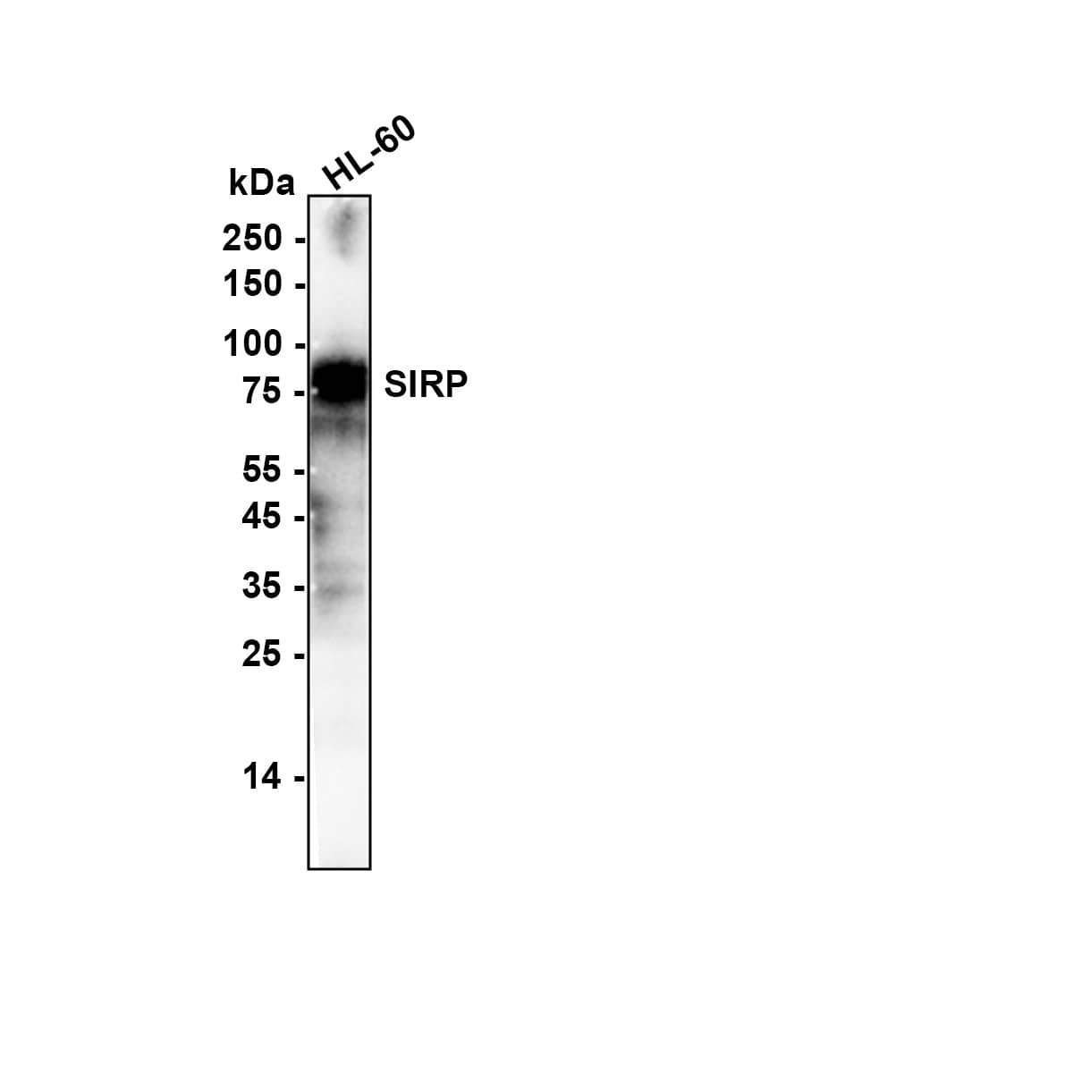 Western blot analysis of  HL-60 lysates with NBP3-32950 at 1/5,000 dilution. Lysates/proteins at 15 µg/Lane. Exposure time: 29 seconds Blocking: 5% NFDM/TBST, 1 hour at room temperature Primary antibody: NBP3-32950, 1/5,000 in primary antibody dilution buffer, overnight at 4 ℃ Secondary antibody: Goat Anti-Rabbit IgG [HRP] Secondary Antibody, 1/50,000 in 5% NFDM/TBST, 1 hour at room temperature Predicted band size: 55 kDa Observed band size: 75-100 kDa