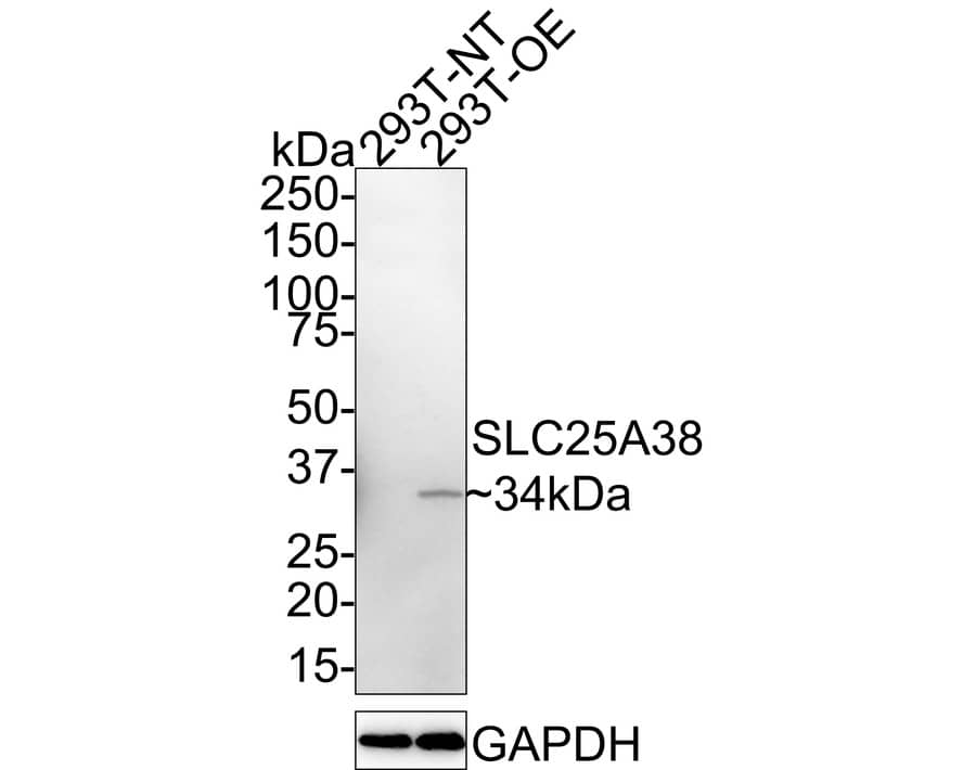 Western Blot SLC25A38 Antibody (PSH02-79)