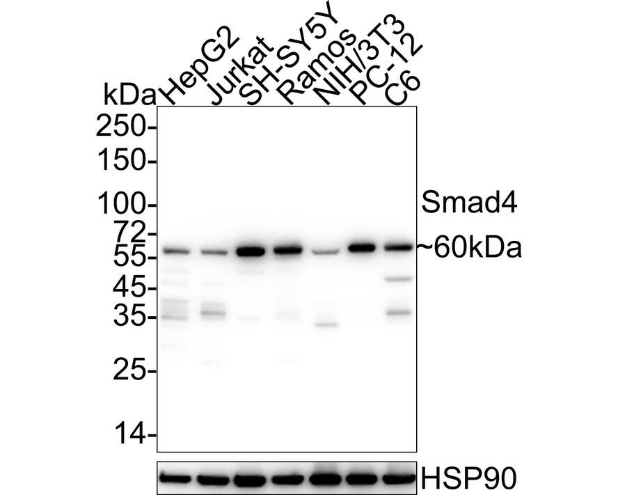 Western blot analysis on different lysates with NBP3-32956 at 1/1,000 dilution. Lane 1: HepG2 cell lysate Lane 2: Jurkat cell lysate Lane 3: SH-SY5Y cell lysate Lane 4: Ramos cell lysate Lane 5: NIH/3T3 cell lysate Lane 6: PC-12 cell lysate Lane 7: C6 cell lysate Lysates/proteins at 20 µg/Lane. Predicted band size: 60 kDa Observed band size: 60 kDa Exposure time: 25 seconds; 4-20% SDS-PAGE gel. Proteins were transferred to a PVDF membrane and blocked with 5% NFDM/TBST for 1 hour at room temperature. NBP3-32956 at 1/1,000 dilution was used in 5% NFDM/TBST at 4℃ overnight. Goat Anti-Rabbit IgG [HRP] Secondary Antibody at 1/50,000 dilution was used for 1 hour at room temperature.