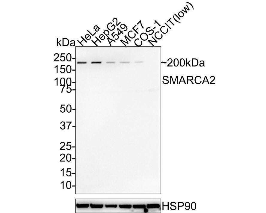 Western blot analysis on different lysates with NBP3-32957 at 1/1,000 dilution. Lane 1: HeLa cell lysate Lane 2: HepG2 cell lysate Lane 3: A549 cell lysate Lane 4: MCF7 cell lysate Lane 5: COS-1 cell lysate Lane 6: NCCIT cell lysate (low expression) Lysates/proteins at 30 µg/Lane. Predicted band size: 181 kDa Observed band size: 200 kDa Exposure time: 3 minutes 10 seconds; 4-20% SDS-PAGE gel. Proteins were transferred to a PVDF membrane and blocked with 5% NFDM/TBST for 1 hour at room temperature. NBP3-32957 at 1/1,000 dilution was used in 5% NFDM/TBST at room temperature for 2 hours. Goat Anti-Rabbit IgG [HRP] Secondary Antibody at 1:100,000 dilution was used for 1 hour at room temperature.