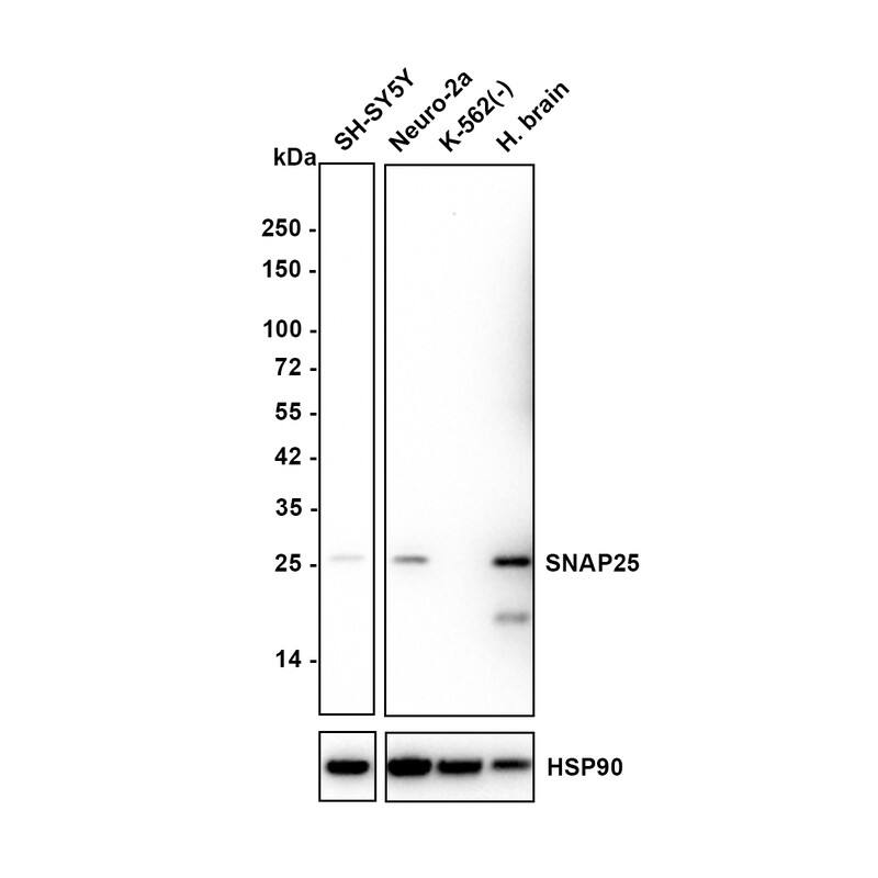 Western blot analysis on different lysates with NBP3-32961 at 1/2,000 dilution. Lane 1: SH-SY5Y cell lysate (20 µg/Lane) Lane 2: Neuro-2a cell lysate (20 µg/Lane) Lane 3: K-562 cell lysate (negative) (20 µg/Lane) Lane 4: Human brain tissue lysate (40 µg/Lane) Exposure time: 81 seconds Blocking: 5% NFDM/TBST, 1 hour at room temperature Primary antibody: NBP3-32961, 1/2,000 in 5% NFDM/TBST, overnight at 4 ℃ Secondary antibody: Goat Anti-Rabbit IgG [HRP] Secondary Antibody, 1/50,000 in 5% NFDM/TBST, 1 hour at room temperature Predicted band size: 23 kDa Observed band size: 23 kDa