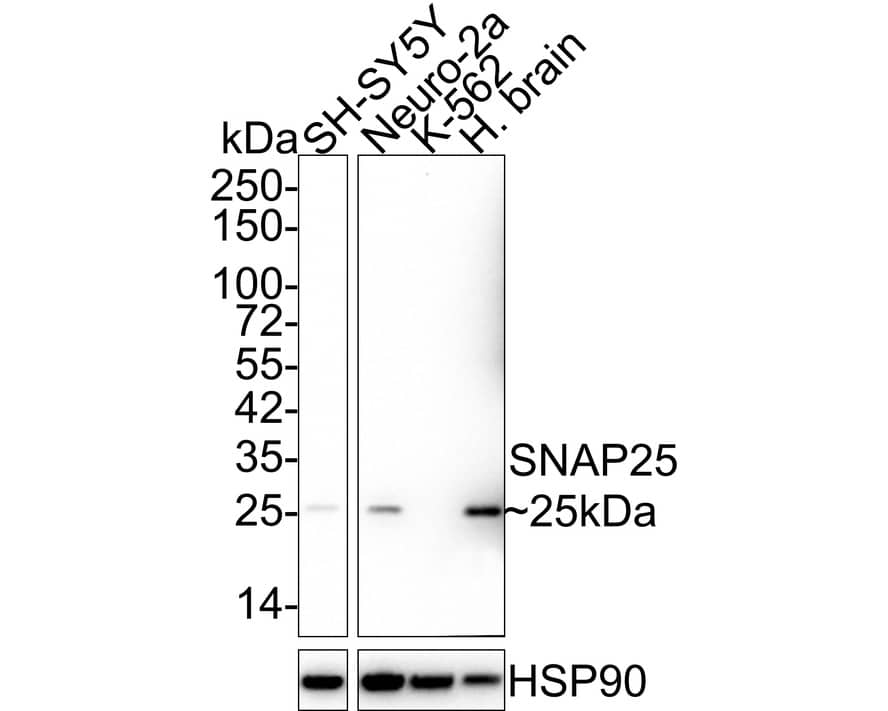 Western Blot: SNAP25 Antibody (JE45-86) [NBP3-32961] - Western blot analysis of SNAP25 on different lysates with Rabbit anti-SNAP25 antibody (NBP3-32961) at 1/2,000 dilution. Lane 1: SH-SY5Y cell lysate (20 ug/Lane) Lane 2: Neuro-2a cell lysate (20 ug/Lane) Lane 3: K-562 cell lysate (negative) (20 ug/Lane) Lane 4: Human brain tissue lysate (40 ug/Lane) Predicted band size: 23 kDa Observed band size: 25 kDa Exposure time: 1 minute 21 seconds; 4-20% SDS-PAGE gel. Proteins were transferred to a PVDF membrane and blocked with 5% NFDM/TBST for 1 hour at room temperature. The primary antibody (NBP3-32961) at 1/2,000 dilution was used in 5% NFDM/TBST at 4C overnight. Goat Anti-Rabbit IgG - HRP Secondary Antibody at 1/50,000 dilution was used for 1 hour at room temperature.