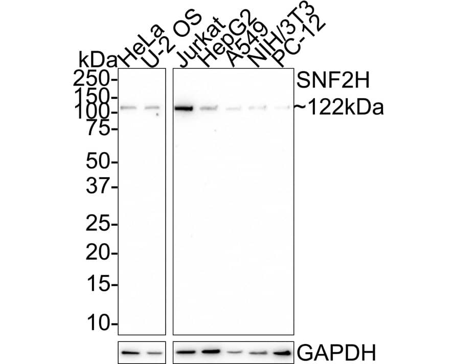 Western Blot: SMARCA5/SNF2H Antibody (JE40-44) [NBP3-32963] - Western blot analysis of SMARCA5/SNF2H on different lysates with Rabbit anti-SMARCA5/SNF2H antibody (NBP3-32963) at 1/1,000 dilution. Lane 1: HeLa cell lysate Lane 2: U-2 OS cell lysate Lane 3: Jurkat cell lysate Lane 4: HepG2 cell lysate Lane 5: A549 cell lysate Lane 6: NIH/3T3 cell lysate Lane 7: PC-12 cell lysate Lysates/proteins at 20 ug/Lane. Predicted band size: 122 kDa Observed band size: 122 kDa Exposure time: 1 minute 55 seconds; 4-20% SDS-PAGE gel. Proteins were transferred to a PVDF membrane and blocked with 5% NFDM/TBST for 1 hour at room temperature. The primary antibody (NBP3-32963) at 1/1,000 dilution was used in 5% NFDM/TBST at 4C overnight. Goat Anti-Rabbit IgG - HRP Secondary Antibody at 1:100,000 dilution was used for 1 hour at room temperature.