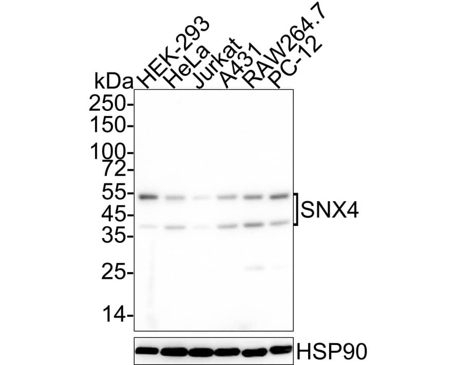 Western Blot: SNX4 Antibody (JE65-39) [NBP3-32964] - Western blot analysis of SNX4 on different lysates with Rabbit anti-SNX4 antibody (NBP3-32964) at 1/1,000 dilution. Lane 1: HEK-293 cell lysate Lane 2: HeLa cell lysate Lane 3: Jurkat cell lysate Lane 4: A431 cell lysate Lane 5: RAW264.7 cell lysate Lane 6: PC-12 cell lysate Lysates/proteins at 20 ug/Lane. Predicted band size: 52 kDa Observed band size: 52/36 kDa Exposure time: 1 minute; 4-20% SDS-PAGE gel. Proteins were transferred to a PVDF membrane and blocked with 5% NFDM/TBST for 1 hour at room temperature. The primary antibody (NBP3-32964) at 1/1,000 dilution was used in 5% NFDM/TBST at 4C overnight. Anti-Rabbit IgG for IP Nano-secondary antibody (NBI01H) at 1/5,000 dilution was used for 1 hour at room temperature.