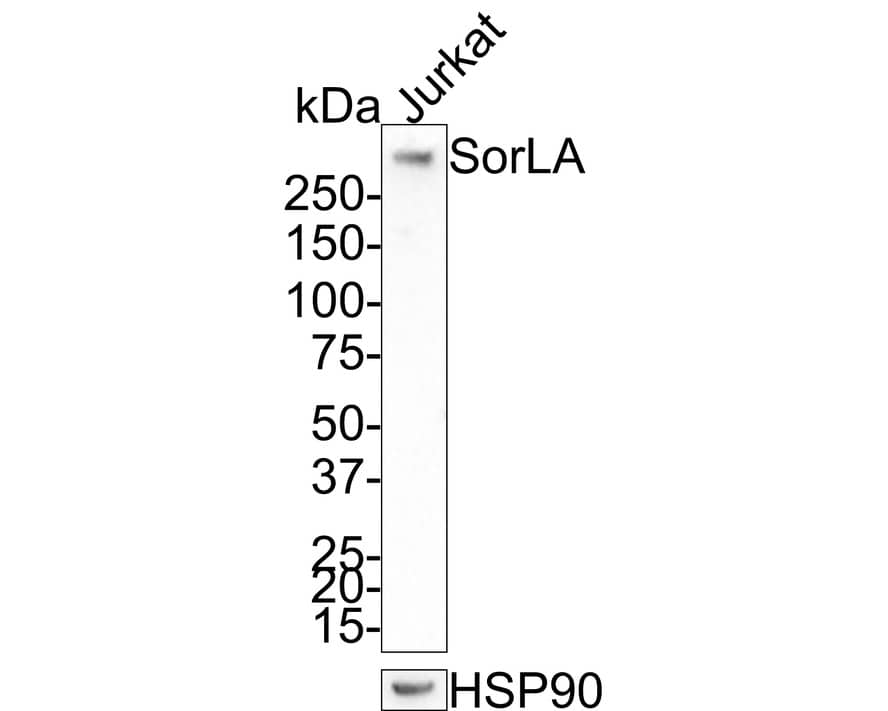 Western Blot: SorLA Antibody (JE35-52) [NBP3-32967] - Western blot analysis of SorLA on Jurkat cell lysates with Rabbit anti-SorLA antibody (NBP3-32967) at 1/1,000 dilution. Lysates/proteins at 20 ug/Lane. Predicted band size: 248 kDa Observed band size: 248 kDa Exposure time: 1 minute 30 seconds; 4-20% SDS-PAGE gel. Proteins were transferred to a PVDF membrane and blocked with 5% NFDM/TBST for 1 hour at room temperature. The primary antibody (NBP3-32967) at 1/1,000 dilution was used in 5% NFDM/TBST at room temperature for 2 hours. Goat Anti-Rabbit IgG - HRP Secondary Antibody at 1:200,000 dilution was used for 1 hour at room temperature.