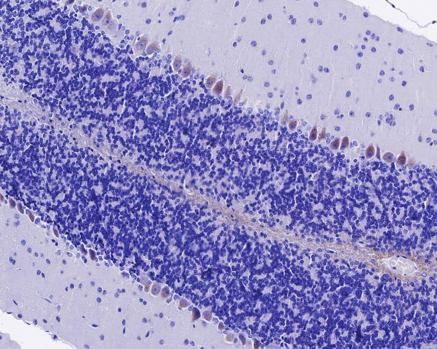 Immunohistochemistry: SorLA Antibody (JE35-52) [NBP3-32967] - Immunohistochemical analysis of paraffin-embedded mouse cerebellum tissue with Rabbit anti-SorLA antibody (NBP3-32967) at 1/1,000 dilution. The section was pre-treated using heat mediated antigen retrieval with Tris-EDTA buffer (pH 9.0) for 20 minutes. The tissues were blocked in 1% BSA for 20 minutes at room temperature, washed with ddH2O and PBS, and then probed with the primary antibody (NBP3-32967) at 1/1,000 dilution for 1 hour at room temperature. The detection was performed using an HRP conjugated compact polymer system. DAB was used as the chromogen. Tissues were counterstained with hematoxylin and mounted with DPX.