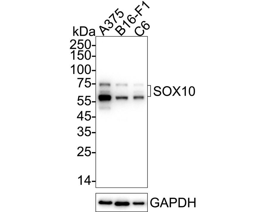 Western blot analysis on different lysates with NBP3-32969 at 1/2,000 dilution. Lane 1: A375 cell lysate Lane 2: B16-F1 cell lysate Lane 3: C6 cell lysate Lysates/proteins at 10 µg/Lane. Predicted band size: 50 kDa Observed band size: 60-75 kDa Exposure time: 10 seconds;  4-20% SDS-PAGE gel. Proteins were transferred to a PVDF membrane and blocked with 5% NFDM/TBST for 1 hour at room temperature. NBP3-32969 at 1/2,000 dilution was used in 5% NFDM/TBST at 4℃ overnight. Goat Anti-Rabbit IgG [HRP] Secondary Antibody at 1/50,000 dilution was used for 1 hour at room temperature.