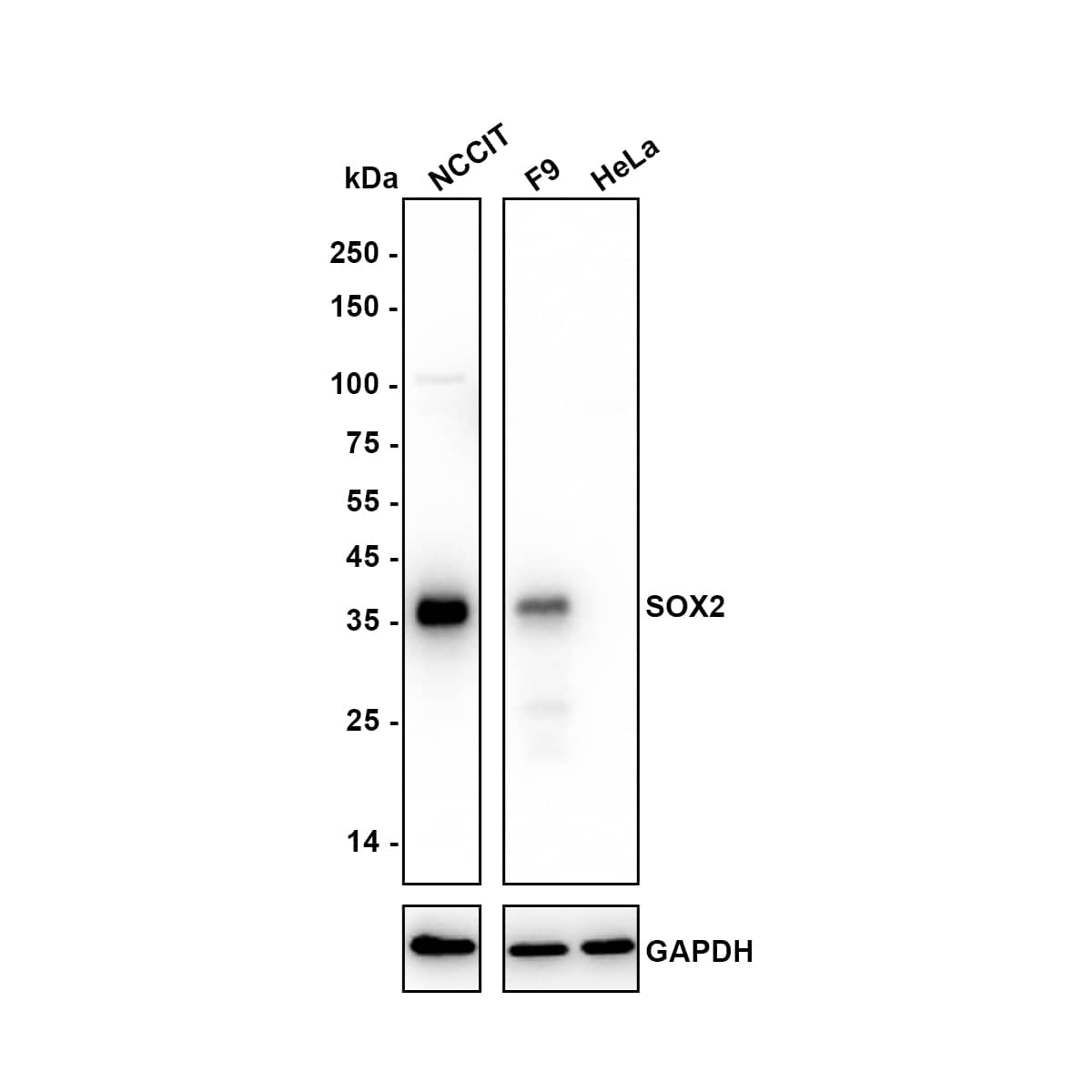 Western blot analysis on different lysates with NBP3-32972 at 1/2,000 dilution. Lane 1: NCCIT cell lysate Lane 2: F9 cell lysate Lane 3: HeLa cell lysate (negative) Predicted band size: 34 kDa Observed band size: 36 kDa Exposure time: 5 seconds;  4-20% SDS-PAGE gel. Proteins were transferred to a PVDF membrane and blocked with 5% NFDM/TBST for 1 hour at room temperature. NBP3-32972 at 1/2,000 dilution was used in 5% NFDM/TBST at 4℃ overnight. Goat Anti-Rabbit IgG [HRP] Secondary Antibody at 1/50,000 dilution was used for 1 hour at room temperature.