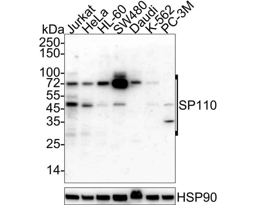 Western Blot: SP110 Antibody (PSH03-66) [NBP3-32973] - Western blot analysis of SP110 on different lysates with Rabbit anti-SP110 antibody (NBP3-32973) at 1/1,000 dilution. Lane 1: Jurkat cell lysate Lane 2: HeLa cell lysate Lane 3: HL-60 cell lysate Lane 4: SW480 cell lysate Lane 5: Daudi cell lysate Lane 6: K-562 cell lysate Lane 7: PC-3M cell lysate Lysates/proteins at 20 ug/Lane. Predicted band size: 78 kDa Observed band size: 29-78 kDa Exposure time: 3 minutes; 4-20% SDS-PAGE gel. Proteins were transferred to a PVDF membrane and blocked with 5% NFDM/TBST for 1 hour at room temperature. The primary antibody (NBP3-32973) at 1/1,000 dilution was used in 5% NFDM/TBST at 4C overnight. Goat Anti-Rabbit IgG - HRP Secondary Antibody at 1/50,000 dilution was used for 1 hour at room temperature.
