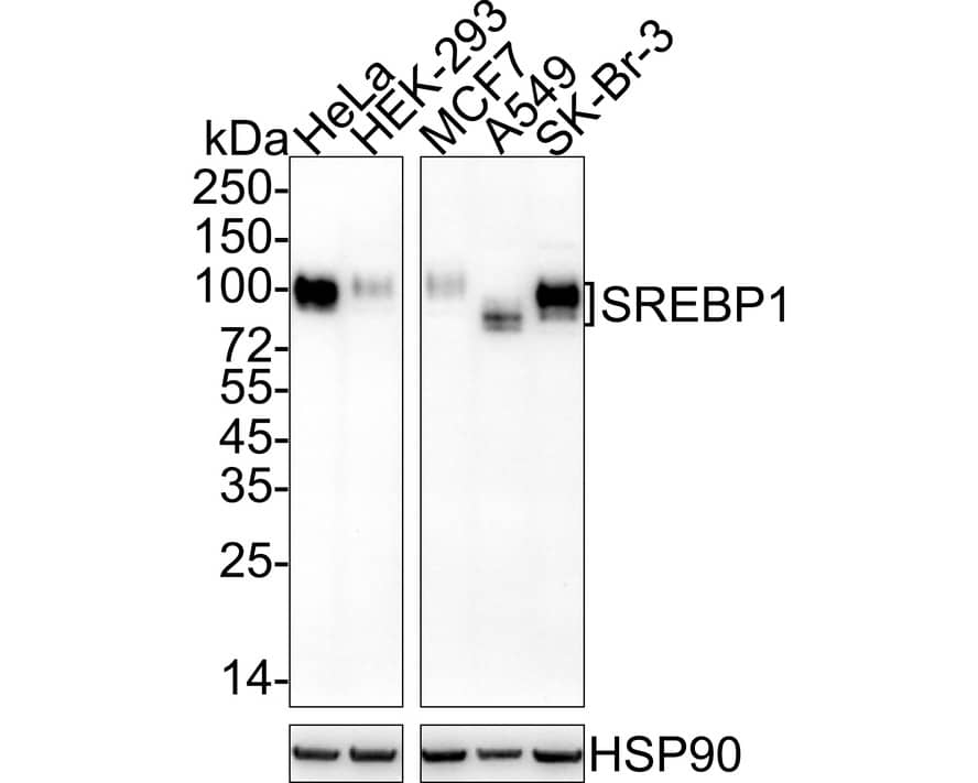 Western blot analysis on different lysates with NBP3-32977 at 1/2,000 dilution. Lane 1: HeLa cell lysate Lane 2: HEK-293 cell lysate Lane 3: MCF7 cell lysate Lane 4: A549 cell lysate Lane 5: SK-Br-3 cell lysate Lysates/proteins at 20 µg/Lane. Predicted band size: 122 kDa Observed band size: 80-100 kDa Exposure time: 3 minutes;  4-20% SDS-PAGE gel. Proteins were transferred to a PVDF membrane and blocked with 5% NFDM/TBST for 1 hour at room temperature. NBP3-32977 at 1/2,000 dilution was used in 5% NFDM/TBST at 4℃ overnight. Goat Anti-Rabbit IgG [HRP] Secondary Antibody at 1/50,000 dilution was used for 1 hour at room temperature.