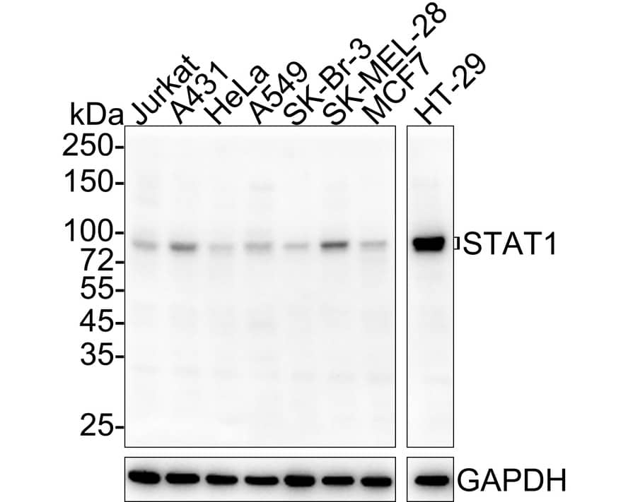 Western blot analysis on different lysates with NBP3-32980 at 1/1,000 dilution. Lane 1: Jurkat cell lysate Lane 2: A431 cell lysate Lane 3: HeLa cell lysate Lane 4: A549 cell lysate Lane 5: SK-Br-3 cell lysate Lane 6: SK-MEL-28 cell lysate Lane 7: MCF7 cell lysate Lane 8: HT-29 cell lysate Lysates/proteins at 15 µg/Lane. Predicted band size: 87/83 kDa Observed band size: 87/83 kDa Exposure time: 30 seconds; 4-20% SDS-PAGE gel. Proteins were transferred to a PVDF membrane and blocked with 5% NFDM/TBST for 1 hour at room temperature. NBP3-32980 at 1/1,000 dilution was used in 5% NFDM/TBST at 4℃ overnight. Goat anti-Mouse IgG [HRP] at 1/50,000 dilution was used for 1 hour at room temperature.