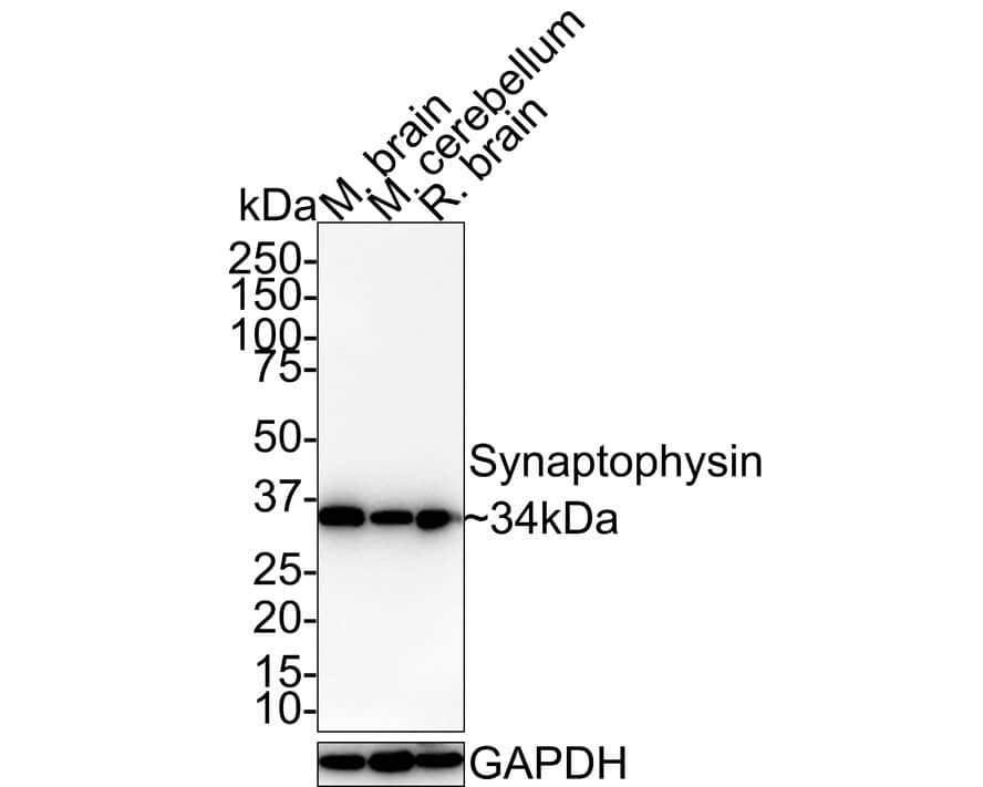 Western Blot: Synaptophysin Antibody (JE42-51) [NBP3-32986] - Western blot analysis of Synaptophysin on different lysates with Rabbit anti-Synaptophysin antibody (NBP3-32986) at 1/1,000 dilution. Lane 1: Mouse brain tissue lysate Lane 2: Mouse cerebellum tissue lysate Lane 3: Rat brain tissue lysate Lysates/proteins at 40 ug/Lane. Predicted band size: 34 kDa Observed band size: 34 kDa Exposure time: 2 minutes; 4-20% SDS-PAGE gel. Proteins were transferred to a PVDF membrane and blocked with 5% NFDM/TBST for 1 hour at room temperature. The primary antibody (NBP3-32986) at 1/1,000 dilution was used in 5% NFDM/TBST at 4C overnight. Goat Anti-Rabbit IgG - HRP Secondary Antibody at 1:100,000 dilution was used for 1 hour at room temperature.