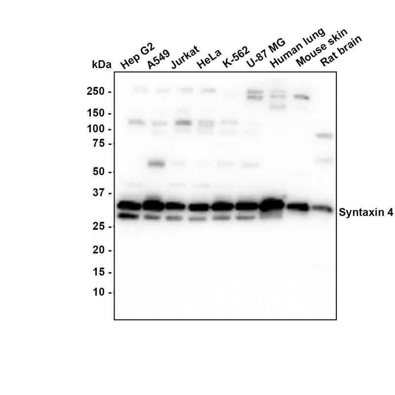 Western blot analysis on different lysates with NBP3-32989 at 1/1,000 dilution. Lane 1: HepG2 cell lysate (20 µg/Lane) Lane 2: A549 cell lysate (20 µg/Lane) Lane 3: Jurkat cell lysate (20 µg/Lane) Lane 4: HeLa cell lysate (20 µg/Lane) Lane 5: K-562 cell lysate (20 µg/Lane) Lane 6: U-87 MG cell lysate (20 µg/Lane) Lane 7: Human lung tissue lysate (40 µg/Lane) Lane 8: Mouse skin tissue lysate (40 µg/Lane) Lane 9: rat brain tissue lysate (40 µg/Lane) Predicted band size: 34 kDa Observed band size: 34/30 kDa Exposure time: 15 seconds; 4-20% SDS-PAGE gel. Proteins were transferred to a PVDF membrane and blocked with 5% NFDM/TBST for 1 hour at room temperature. NBP3-32989 at 1/1,000 dilution was used in 5% NFDM/TBST at room temperature for 2 hours. Goat Anti-Rabbit IgG [HRP] Secondary Antibody at 1:100,000 dilution was used for 1 hour at room temperature