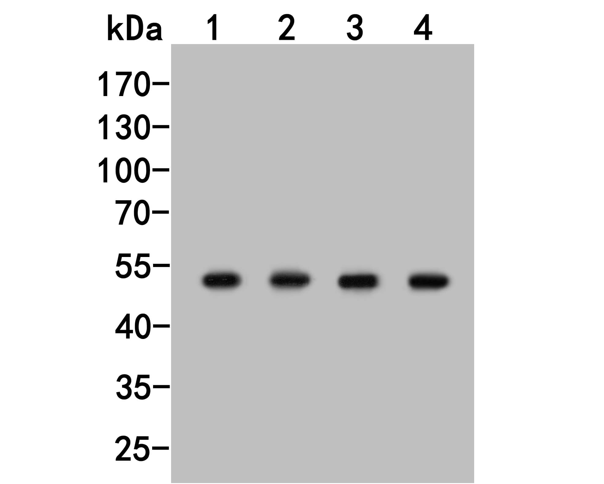 Western Blot TAT Antibody