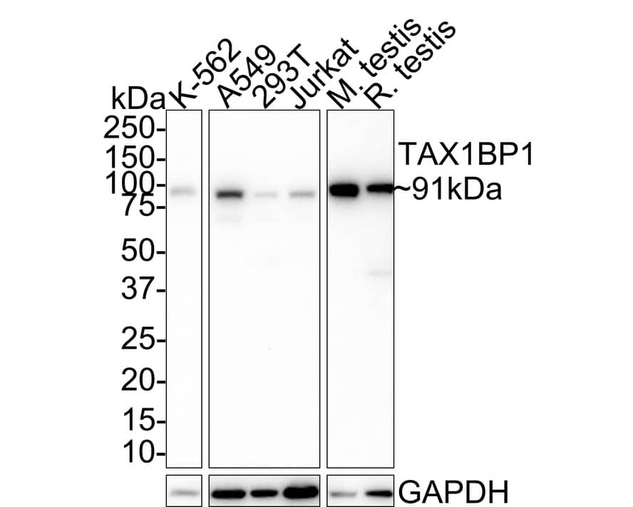 Western Blot: TAX1BP1 Antibody (JE34-80) [NBP3-32996] - Western blot analysis of TAX1BP1 on different lysates with Rabbit anti-TAX1BP1 antibody (NBP3-32996) at 1/1,000 dilution. Lane 1: K-562 cell lysate (20 ug/Lane) Lane 2: A549 cell lysate (20 ug/Lane) Lane 3: 293T cell lysate (20 ug/Lane) Lane 4: Jurkat cell lysate (20 ug/Lane) Lane 5: Mouse testis tissue lysate (40 ug/Lane) Lane 6: Rat testis tissue lysate (40 ug/Lane) Predicted band size: 91 kDa Observed band size: 91 kDa Exposure time: 1 minute; 4-20% SDS-PAGE gel. Proteins were transferred to a PVDF membrane and blocked with 5% NFDM/TBST for 1 hour at room temperature. The primary antibody (NBP3-32996) at 1/1,000 dilution was used in 5% NFDM/TBST at room temperature for 2 hours. Goat Anti-Rabbit IgG - HRP Secondary Antibody at 1:50,000 dilution was used for 1 hour at room temperature.