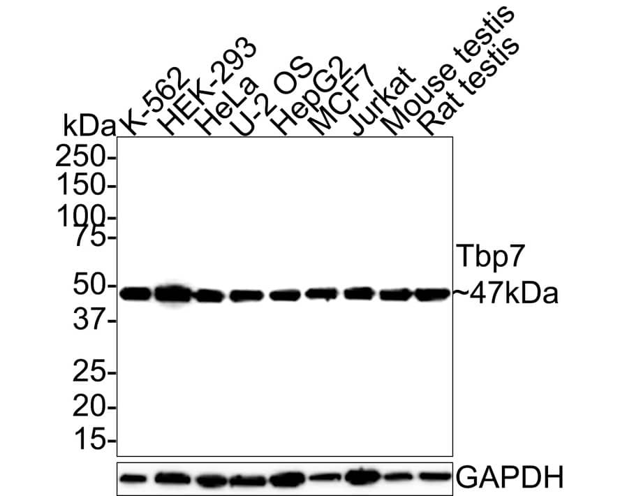 Western Blot: Tbp7 Antibody (JE62-72) [NBP3-32997] - Western blot analysis of Tbp7 on different lysates with Rabbit anti-Tbp7 antibody (NBP3-32997) at 1/1,000 dilution. Lane 1: K-562 cell lysate (20 ug/Lane) Lane 2: HEK-293 cell lysate (20 ug/Lane) Lane 3: HeLa cell lysate (20 ug/Lane) Lane 4: U-2 OS cell lysate (20 ug/Lane) Lane 5: HepG2 cell lysate (20 ug/Lane) Lane 6: MCF7 cell lysate (20 ug/Lane) Lane 7: Jurkat cell lysate (20 ug/Lane) Lane 8: Mouse testis tissue lysate (40 ug/Lane) Lane 9: Rat testis tissue lysate (40 ug/Lane) Predicted band size: 47 kDa Observed band size: 47 kDa Exposure time: 17 seconds; 4-20% SDS-PAGE gel. Proteins were transferred to a PVDF membrane and blocked with 5% NFDM/TBST for 1 hour at room temperature. The primary antibody (NBP3-32997) at 1/1,000 dilution was used in 5% NFDM/TBST at room temperature for 2 hours. Goat Anti-Rabbit IgG - HRP Secondary Antibody at 1:100,000 dilution was used for 1 hour at room temperature.