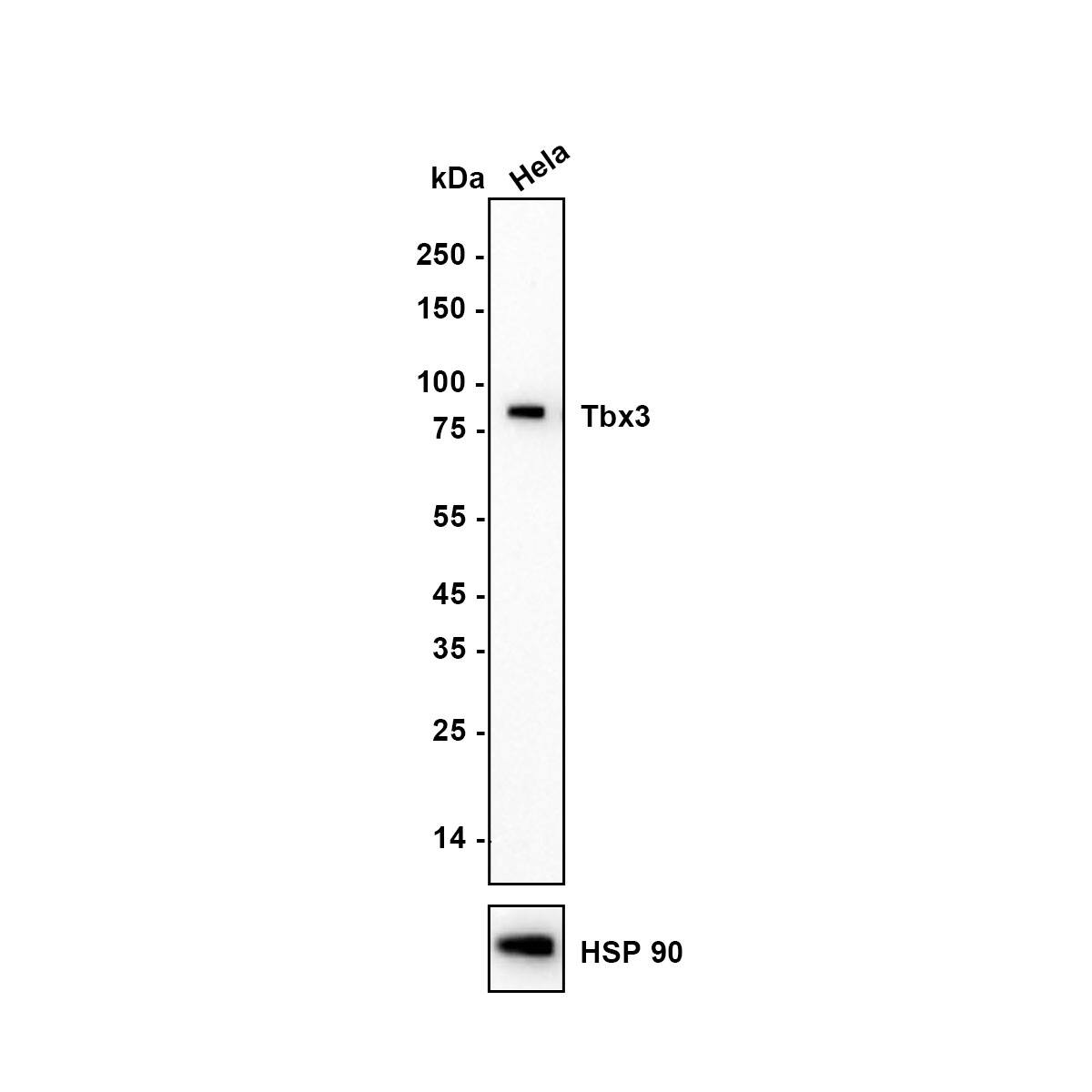 Western blot analysis of  HeLa (Human cervical adenocarcinoma cell) cell lysate with NBP3-32998 at 1/5,000 dilution. Lysates/proteins at 10 µg/Lane. Exposure time: 59 seconds Blocking: 5% NFDM/TBST, 1 hour at room temperature Primary antibody: NBP3-32998, 1/5,000 in primary antibody dilution buffer, 2 hours at room temperature Secondary antibody: Goat Anti-Rabbit IgG [HRP] Secondary Antibody, 1/50,000 in 5% NFDM/TBST, 1 hour at room temperature Predicted band size: 79 kDa Observed band size: 79 kDa