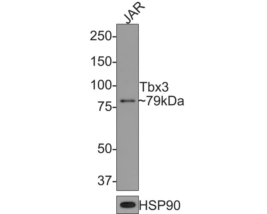 Western Blot: TBX3 Antibody (JE33-38) [NBP3-32998] - Western blot analysis of TBX3 on JAR cell lysates with Rabbit anti-TBX3 antibody (NBP3-32998) at 1/500 dilution. Lysates/proteins at 10 ug/Lane. Predicted band size: 79 kDa Observed band size: 79 kDa Exposure time: 2 minutes; 8% SDS-PAGE gel. Proteins were transferred to a PVDF membrane and blocked with 5% NFDM/TBST for 1 hour at room temperature. The primary antibody (NBP3-32998) at 1/500 dilution was used in 5% NFDM/TBST at room temperature for 2 hours. Goat Anti-Rabbit IgG - HRP Secondary Antibody at 1:300,000 dilution was used for 1 hour at room temperature.