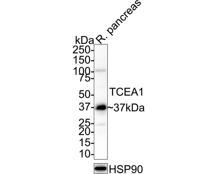 Western Blot TCEA1 Antibody (JE64-90)