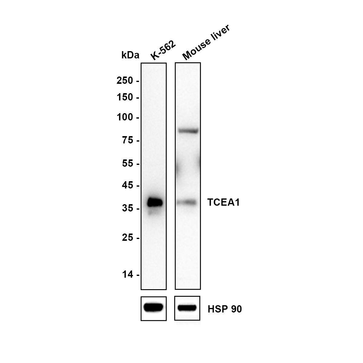 Western Blot TCEA1 Antibody (JE64-90)