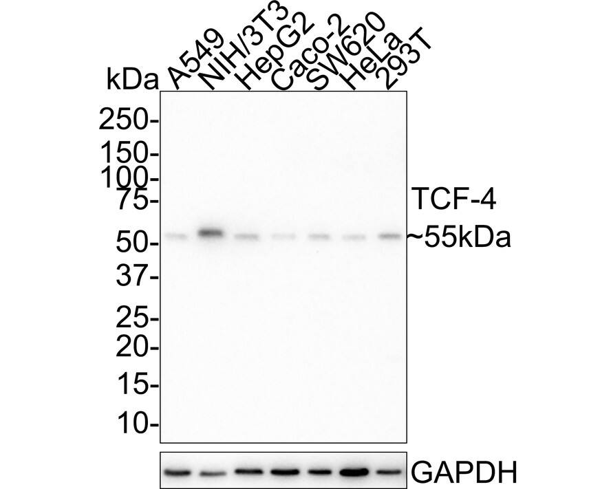 Western blot analysis on different lysates with NBP3-33000 at 1/1,000 dilution. Lane 1: A549 cell lysate Lane 2: NIH/3T3 cell lysate Lane 3: HepG2 cell lysate Lane 4: Caco-2 cell lysate Lane 5: SW620 cell lysate Lane 6: HeLa cell lysate Lane 7: 293T cell lysate Lysates/proteins at 20 µg/Lane. Predicted band size: 71 kDa Observed band size: 55 kDa Exposure time: 5 minutes; 4-20% SDS-PAGE gel. Proteins were transferred to a PVDF membrane and blocked with 5% NFDM/TBST for 1 hour at room temperature. NBP3-33000 at 1/1,000 dilution was used in 5% NFDM/TBST at room temperature for 2 hours. Goat Anti-Rabbit IgG [HRP] Secondary Antibody at 1:50,000 dilution was used for 1 hour at room temperature.