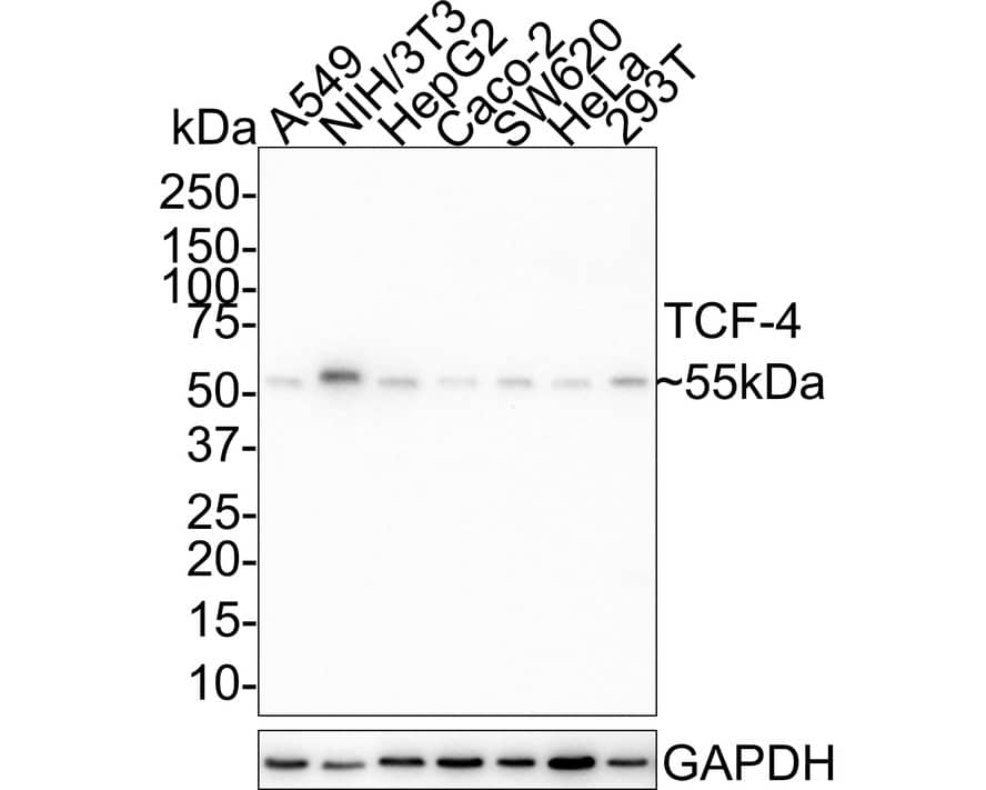 Western Blot: TCF4 Antibody (JE41-73) [NBP3-33000] - Western blot analysis of TCF4 on different lysates with Rabbit anti-TCF4 antibody (NBP3-33000) at 1/1,000 dilution. Lane 1: A549 cell lysate Lane 2: NIH/3T3 cell lysate Lane 3: HepG2 cell lysate Lane 4: Caco-2 cell lysate Lane 5: SW620 cell lysate Lane 6: HeLa cell lysate Lane 7: 293T cell lysate Lysates/proteins at 20 ug/Lane. Predicted band size: 71 kDa Observed band size: 55 kDa Exposure time: 5 minutes; 4-20% SDS-PAGE gel. Proteins were transferred to a PVDF membrane and blocked with 5% NFDM/TBST for 1 hour at room temperature. The primary antibody (NBP3-33000) at 1/1,000 dilution was used in 5% NFDM/TBST at room temperature for 2 hours. Goat Anti-Rabbit IgG - HRP Secondary Antibody at 1:50,000 dilution was used for 1 hour at room temperature.