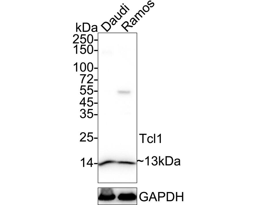 Western blot analysis on different lysates with NBP3-33001 at 1/1,000 dilution. Lane 1: Daudi cell lysate Lane 2: Ramos cell lysate Lysates/proteins at 20 µg/Lane. Predicted band size: 13 kDa Observed band size: 13 kDa Exposure time: 10 seconds; 4-20% SDS-PAGE gel. Proteins were transferred to a PVDF membrane and blocked with 5% NFDM/TBST for 1 hour at room temperature. NBP3-33001 at 1/1,000 dilution was used in 5% NFDM/TBST at 4℃ overnight. Goat Anti-Rabbit IgG [HRP] Secondary Antibody at 1/50,000 dilution was used for 1 hour at room temperature.