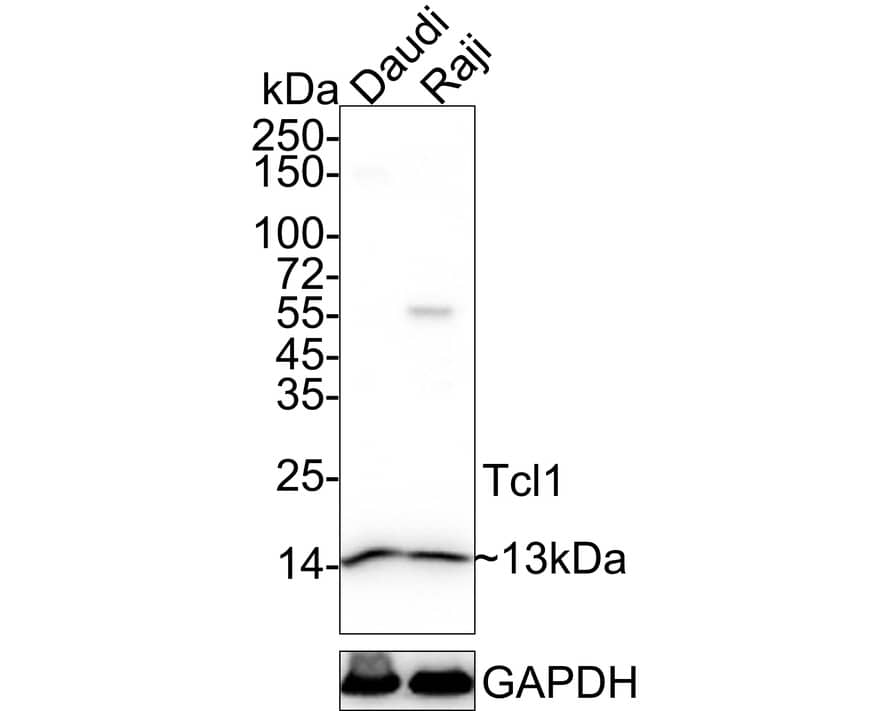 Western Blot: TCL1A Antibody (PD00-94) [NBP3-33001] - Western blot analysis of TCL1A on different lysates with Rabbit anti-TCL1A antibody (NBP3-33001) at 1/1,000 dilution. Lane 1: Daudi cell lysate Lane 2: Raji cell lysate Lysates/proteins at 20 ug/Lane. Predicted band size: 13 kDa Observed band size: 13 kDa Exposure time: 10 seconds; 4-20% SDS-PAGE gel. Proteins were transferred to a PVDF membrane and blocked with 5% NFDM/TBST for 1 hour at room temperature. The primary antibody (NBP3-33001) at 1/1,000 dilution was used in 5% NFDM/TBST at 4C overnight. Goat Anti-Rabbit IgG - HRP Secondary Antibody at 1/50,000 dilution was used for 1 hour at room temperature.