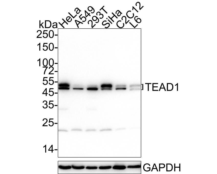Western blot analysis on different lysates with NBP3-33004 at 1/1,000 dilution. Lane 1: HeLa cell lysate Lane 2: A549 cell lysate Lane 3: 293T cell lysate Lane 4: SiHa cell lysate Lane 5: C2C12 cell lysate Lane 6: L6 cell lysate Lysates/proteins at 20 µg/Lane. Predicted band size: 48 kDa Observed band size: 48/50 kDa Exposure time: 3 minutes;  4-20% SDS-PAGE gel. Proteins were transferred to a PVDF membrane and blocked with 5% NFDM/TBST for 1 hour at room temperature. NBP3-33004 at 1/1,000 dilution was used in 5% NFDM/TBST at 4℃ overnight. Goat Anti-Rabbit IgG [HRP] Secondary Antibody at 1/50,000 dilution was used for 1 hour at room temperature.