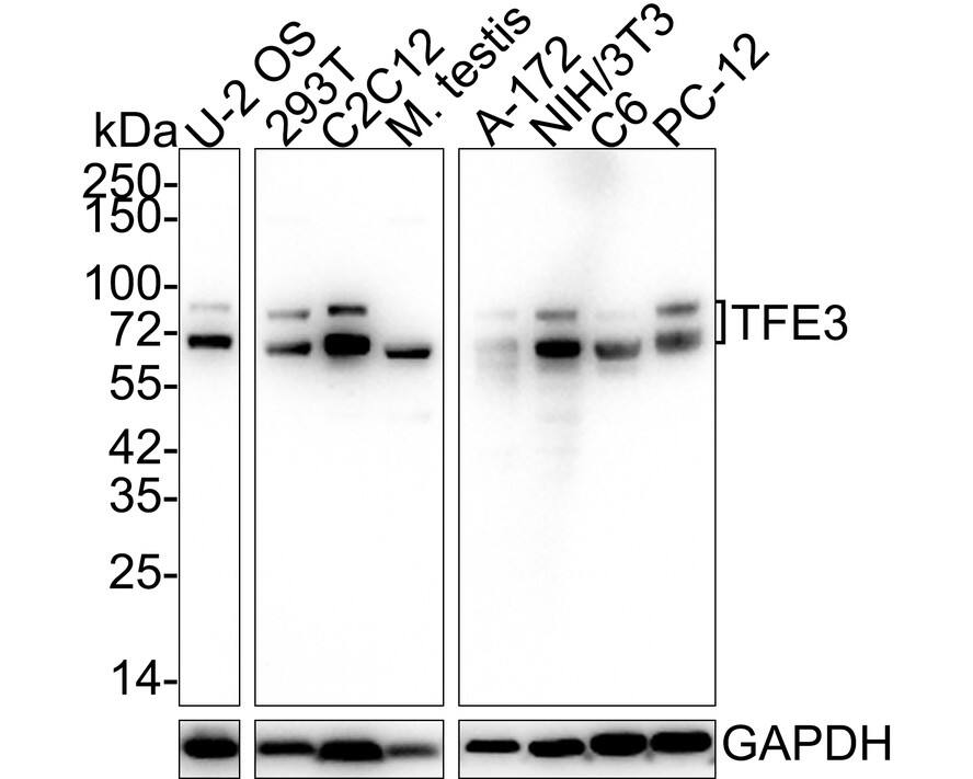 Western blot analysis on different lysates with NBP3-33005 at 1/1,000 dilution. Lane 1: U-2 OS cell lysate (20 µg/Lane) Lane 2: 293T cell lysate (20 µg/Lane) Lane 3: C2C12 cell lysate (20 µg/Lane) Lane 4: Mouse testis tissue lysate (40 µg/Lane) Lane 5: A-172 cell lysate (30 µg/Lane) Lane 6: NIH/3T3 cell lysate (30 µg/Lane) Lane 7: C6 cell lysate (30 µg/Lane) Lane 8: PC-12 cell lysate (30 µg/Lane) Predicted band size: 61 kDa Observed band size: 70/80 kDa Exposure time: 3 minutes; 4-20% SDS-PAGE gel. Proteins were transferred to a PVDF membrane and blocked with 5% NFDM/TBST for 1 hour at room temperature. NBP3-33005 at 1/1,000 dilution was used in 5% NFDM/TBST at 4℃ overnight. Goat Anti-Rabbit IgG [HRP] Secondary Antibody at 1/50,000 dilution was used for 1 hour at room temperature.