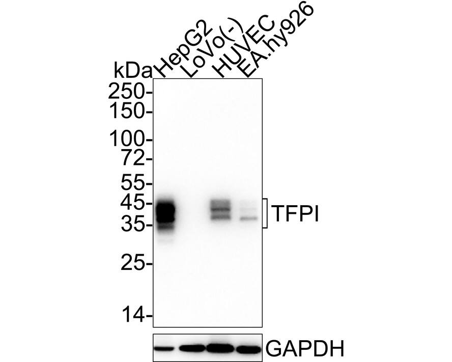 Western blot analysis on different lysates with NBP3-33007 at 1/1,000 dilution. Lane 1: HepG2 cell lysate Lane 2: LoVo cell lysate (negative) Lane 3: HUVEC cell lysate Lane 4: EA.hy926 cell lysate Lysates/proteins at 20 µg/Lane. Predicted band size: 35 kDa Observed band size: 35-45 kDa Exposure time: 59 seconds;  4-20% SDS-PAGE gel. Proteins were transferred to a PVDF membrane and blocked with 5% NFDM/TBST for 1 hour at room temperature. NBP3-33007 at 1/1,000 dilution was used in 5% NFDM/TBST at 4℃ overnight. Goat Anti-Rabbit IgG [HRP] Secondary Antibody at 1/50,000 dilution was used for 1 hour at room temperature.
