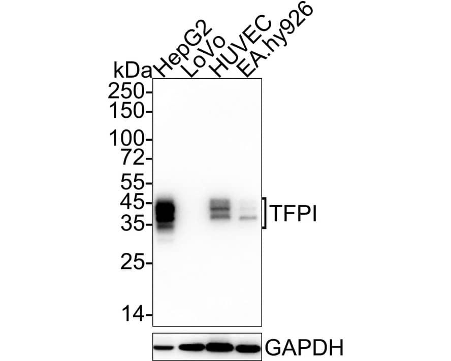 Western Blot: TFPI Antibody (JE40-58) [NBP3-33007] - Western blot analysis of TFPI on different lysates with Rabbit anti-TFPI antibody (NBP3-33007) at 1/1,000 dilution. Lane 1: HepG2 cell lysate Lane 2: LoVo cell lysate (negative) Lane 3: HUVEC cell lysate Lane 4: EA.hy926 cell lysate Lysates/proteins at 20 ug/Lane. Predicted band size: 35 kDa Observed band size: 35-45 kDa Exposure time: 59 seconds; ECL; 4-20% SDS-PAGE gel. Proteins were transferred to a PVDF membrane and blocked with 5% NFDM/TBST for 1 hour at room temperature. The primary antibody (NBP3-33007) at 1/1,000 dilution was used in 5% NFDM/TBST at 4C overnight. Goat Anti-Rabbit IgG - HRP Secondary Antibody at 1/50,000 dilution was used for 1 hour at room temperature.