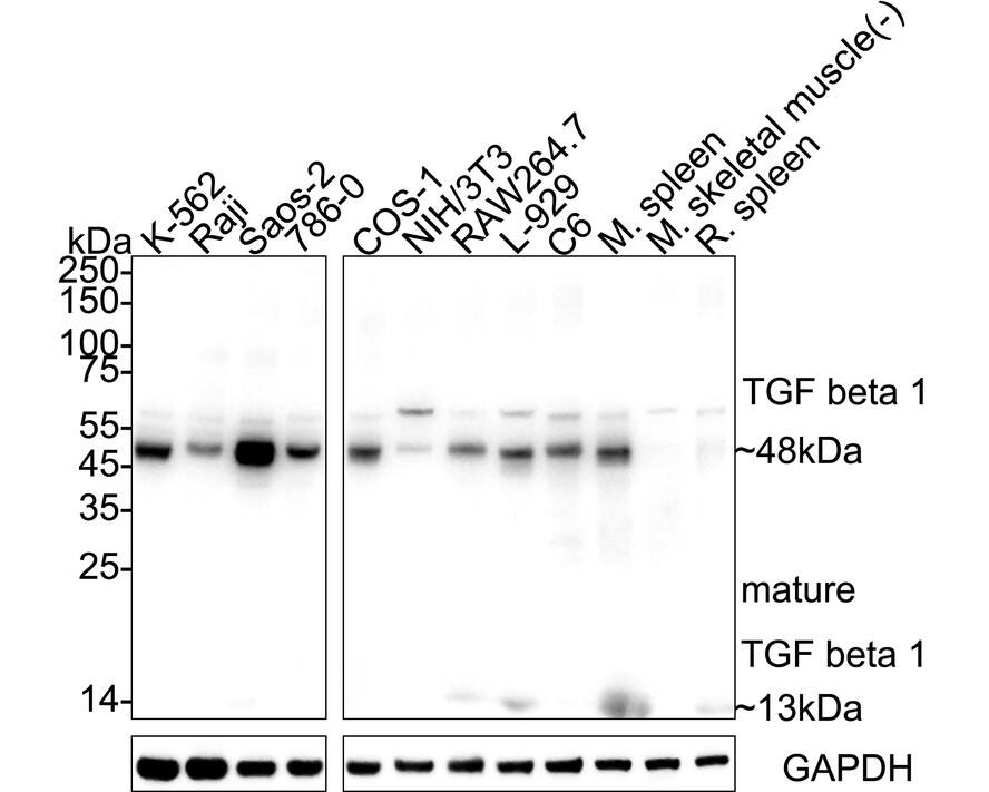 Western blot analysis on different lysates with NBP3-33008 at 1/5,000 dilution. Lane 1: K-562 cell lysate Lane 2: Raji cell lysate Lane 3: Saos-2 cell lysate Lane 4: 786-0 cell lysate Lane 5: COS-1 cell lysate Lane 6: NIH/3T3 cell lysate Lane 7: RAW264.7 cell lysate Lane 8: L-929 cell lysate Lane 9: C6 cell lysate Lane 10: Mouse spleen tissue lysate Lane 11: Mouse skeletal muscle tissue lysate (negative) Lane 12: Rat spleen tissue lysate Lysates/proteins at 20 µg/Lane. Predicted band size: 44 kDa Observed band size: 48/13 kDa Exposure time: 10 seconds;  4-20% SDS-PAGE gel. Proteins were transferred to a PVDF membrane and blocked with 5% NFDM/TBST for 1 hour at room temperature. NBP3-33008 at 1/5,000 dilution was used in primary antibody dilution at 4℃ overnight. Goat Anti-Rabbit IgG [HRP] Secondary Antibody at 1/50,000 dilution was used for 1 hour at room temperature.