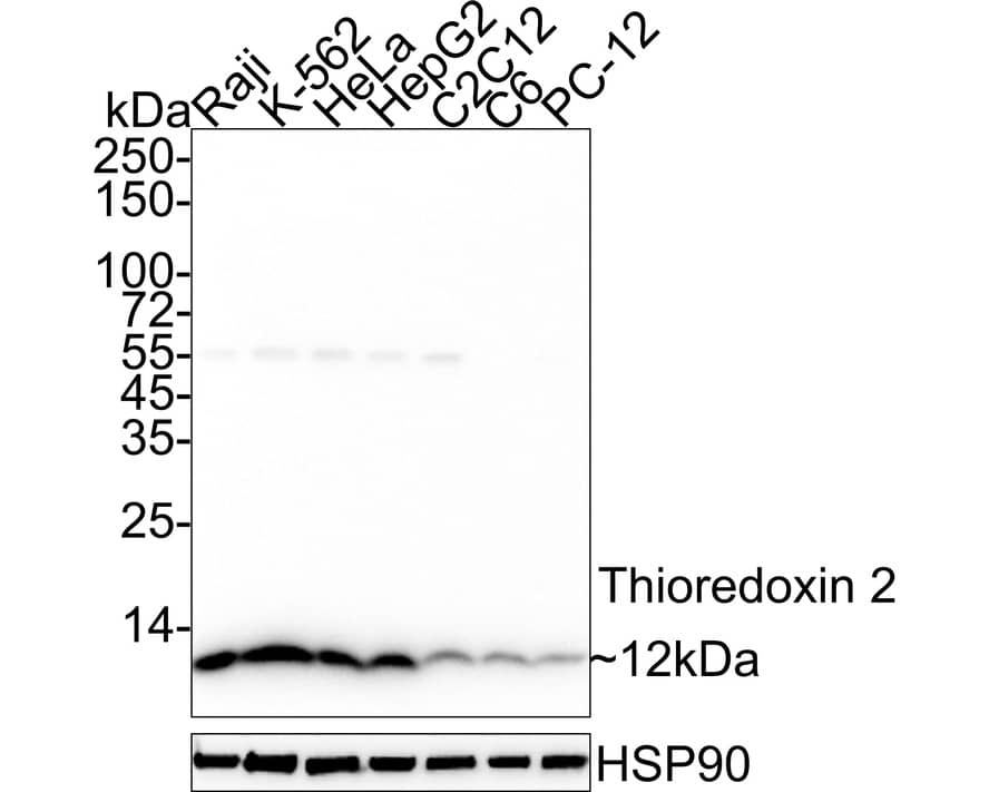 Western Blot: Thioredoxin-2 Antibody (JE35-76) [NBP3-33011] - Western blot analysis of Thioredoxin-2 on different lysates with Rabbit anti-Thioredoxin-2 antibody (NBP3-33011) at 1/1,000 dilution. Lane 1: Raji cell lysate Lane 2: K-562 cell lysate Lane 3: HeLa cell lysate Lane 4: HepG2 cell lysate Lane 5: C2C12 cell lysate Lane 6: C6 cell lysate Lane 7: PC-12 cell lysate Lysates/proteins at 20 ug/Lane. Predicted band size: 18 kDa Observed band size: 12 kDa Exposure time: 20 seconds; ECL; 4-20% SDS-PAGE gel. Proteins were transferred to a PVDF membrane and blocked with 5% NFDM/TBST for 1 hour at room temperature. The primary antibody (NBP3-33011) at 1/1,000 dilution was used in 5% NFDM/TBST at 4C overnight. Goat Anti-Rabbit IgG - HRP Secondary Antibody at 1/50,000 dilution was used for 1 hour at room temperature.