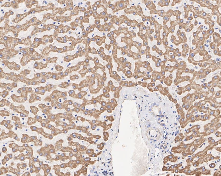 Immunohistochemistry: Thioredoxin-2 Antibody (JE35-76) [NBP3-33011] - Immunohistochemical analysis of paraffin-embedded human liver tissue with Rabbit anti-Thioredoxin-2 antibody (NBP3-33011) at 1/2,000 dilution. The section was pre-treated using heat mediated antigen retrieval with Tris-EDTA buffer (pH 9.0) for 20 minutes. The tissues were blocked in 1% BSA for 20 minutes at room temperature, washed with ddH2O and PBS, and then probed with the primary antibody (NBP3-33011) at 1/2,000 dilution for 1 hour at room temperature. The detection was performed using an HRP conjugated compact polymer system. DAB was used as the chromogen. Tissues were counterstained with hematoxylin and mounted with DPX.