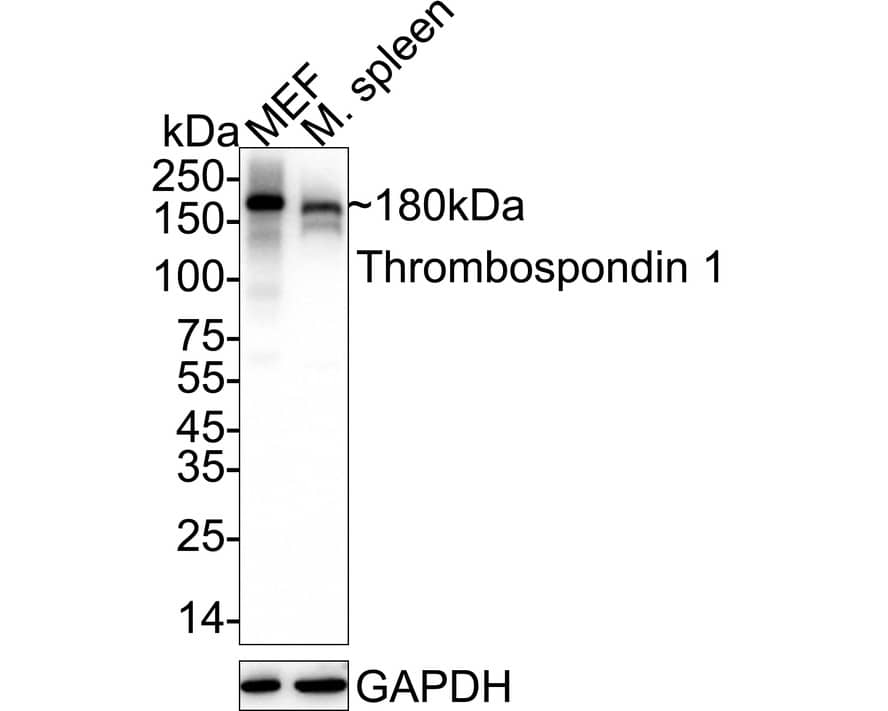 Western blot analysis on different lysates with NBP3-33012 at 1/1,000 dilution. Lane 1: MEF cell lysate Lane 2: Mouse spleen tissue lysate Lysates/proteins at 40 µg/Lane. Predicted band size: 129 kDa Observed band size: 180 kDa Exposure time: 10 seconds;  4-20% SDS-PAGE gel. Proteins were transferred to a PVDF membrane and blocked with 5% NFDM/TBST for 1 hour at room temperature. NBP3-33012 at 1/1,000 dilution was used in 5% NFDM/TBST at 4℃ overnight. Goat Anti-Rabbit IgG [HRP] Secondary Antibody at 1/50,000 dilution was used for 1 hour at room temperature.