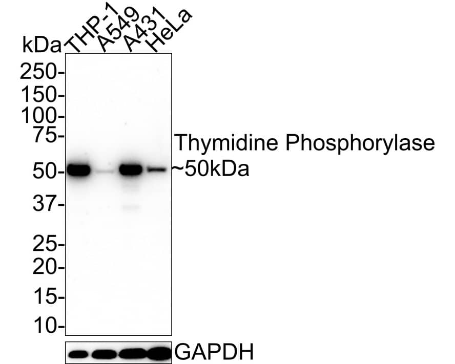 Western Blot: PD-ECGF/Thymidine Phosphorylase Antibody (A1A10-R) [NBP3-33013] - Western blot analysis of PD-ECGF/Thymidine Phosphorylase on different lysates with Mouse anti-PD-ECGF/Thymidine Phosphorylase antibody (NBP3-33013) at 1/1,000 dilution. Lane 1: THP-1 cell lysate Lane 2: A549 cell lysate Lane 3: A431 cell lysate Lane 4: HeLa cell lysate Lysates/proteins at 20 ug/Lane. Predicted band size: 50 kDa Observed band size: 50 kDa Exposure time: 25 seconds; 4-20% SDS-PAGE gel. Proteins were transferred to a PVDF membrane and blocked with 5% NFDM/TBST for 1 hour at room temperature. The primary antibody (NBP3-33013) at 1/1,000 dilution was used in 5% NFDM/TBST at 4C overnight. Goat Anti-Mouse IgG - HRP Secondary Antibody at 1/50,000 dilution was used for 1 hour at room temperature.