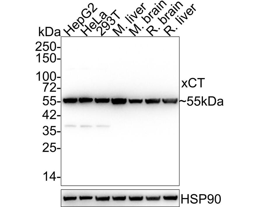 Western blot analysis on different lysates with NBP3-33014 at 1/1,000 dilution. Lane 1: HepG2 cell lysate (20 µg/Lane) Lane 2: HeLa cell lysate (20 µg/Lane) Lane 3: 293T cell lysate (20 µg/Lane) Lane 4: Mouse liver tissue lysate (40 µg/Lane) Lane 5: Mouse brain tissue lysate (40 µg/Lane) Lane 6: Rat brain tissue lysate (40 µg/Lane) Lane 7: Rat liver tissue lysate (40 µg/Lane) Predicted band size: 55 kDa Observed band size: 55 kDa Exposure time: 5 seconds;  4-20% SDS-PAGE gel. Proteins were transferred to a PVDF membrane and blocked with 5% NFDM/TBST for 1 hour at room temperature. NBP3-33014 at 1/1,000 dilution was used in 5% NFDM/TBST at 4℃ overnight. Goat Anti-Rabbit IgG [HRP] Secondary Antibody at 1/50,000 dilution was used for 1 hour at room temperature.