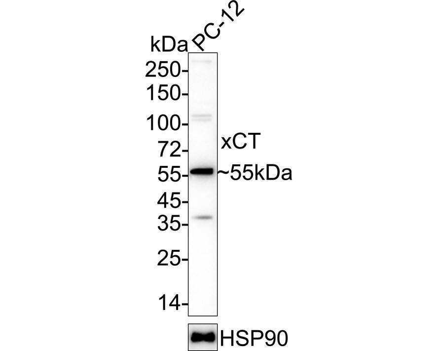 Western blot analysis of  PC-12 cell lysates with NBP3-33014 at 1/1,000 dilution. Lysates/proteins at 10 µg/Lane. Predicted band size: 55 kDa Observed band size: 55 kDa Exposure time: 1 minute;  4-20% SDS-PAGE gel. Proteins were transferred to a PVDF membrane and blocked with 5% NFDM/TBST for 1 hour at room temperature. NBP3-33014 at 1/1,000 dilution was used in 5% NFDM/TBST at 4℃ overnight. Goat Anti-Rabbit IgG [HRP] Secondary Antibody at 1/50,000 dilution was used for 1 hour at room temperature.