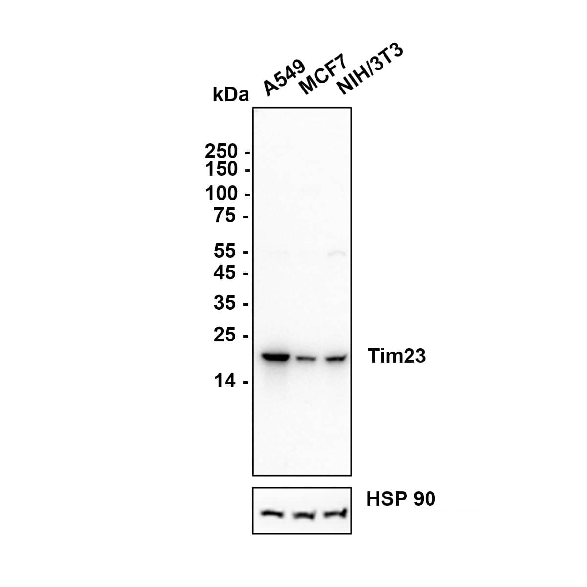 Western blot analysis on different lysates with NBP3-33018 at 1/5,000 dilution. Lane 1: A549 (Human lung adenocarcinoma cell) cell lysate Lane 2: MCF7 (Human breast cancer cell) cell lysate Lane 3: NIH/3T3 (Mouse fibroblast) cell lysate Lysates/proteins at 15 µg/Lane. Exposure time: 25 seconds Blocking: 5% NFDM/TBST, 1 hour at room temperature Primary antibody: NBP3-33018, 1/10,000 in primary antibody dilution buffer, overnight at 4 ℃ Secondary antibody: Goat Anti-Rabbit IgG [HRP] Secondary Antibody, 1/50,000 in 5% NFDM/TBST, 1 hour at room temperature Predicted band size: 22 kDa Observed band size: 22 kDa