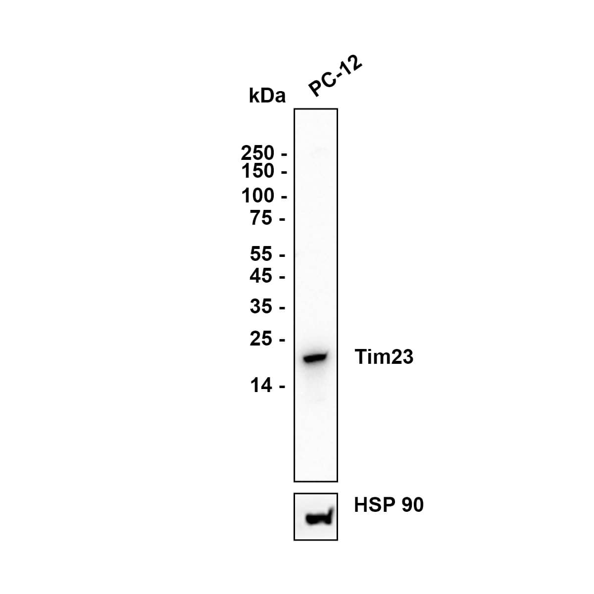 Western blot analysis on different lysates with NBP3-33018 at 1/5,000 dilution. Lane 1: PC-12 cell lysate Lysates/proteins at 15 µg/Lane. Exposure time: 25 seconds Blocking: 5% NFDM/TBST, 1 hour at room temperature Primary antibody: NBP3-33018, 1/10,000 in primary antibody dilution buffer, overnight at 4 ℃ Secondary antibody: Goat Anti-Rabbit IgG [HRP] Secondary Antibody, 1/50,000 in 5% NFDM/TBST, 1 hour at room temperature Predicted band size: 22 kDa Observed band size: 22 kDa