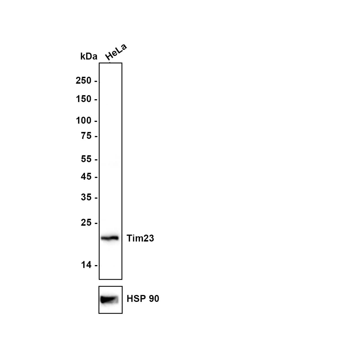 Western blot analysis of  Hela cell lysate with NBP3-33019 at 1/5,000 dilution. Lysates/proteins at 10 µg/Lane. Exposure time: 20 seconds Blocking: 5% NFDM/TBST, 1 hour at room temperature Primary antibody: NBP3-33019, 1/5,000 in primary antibody dilution buffer, overnight at 4 ℃ Secondary antibody: Goat Anti-Rabbit IgG [HRP] Secondary Antibody, 1/50,000 in 5% NFDM/TBST, 1 hour at room temperature Predicted band size: 21.9 kDa Observed band size: 22 kDa