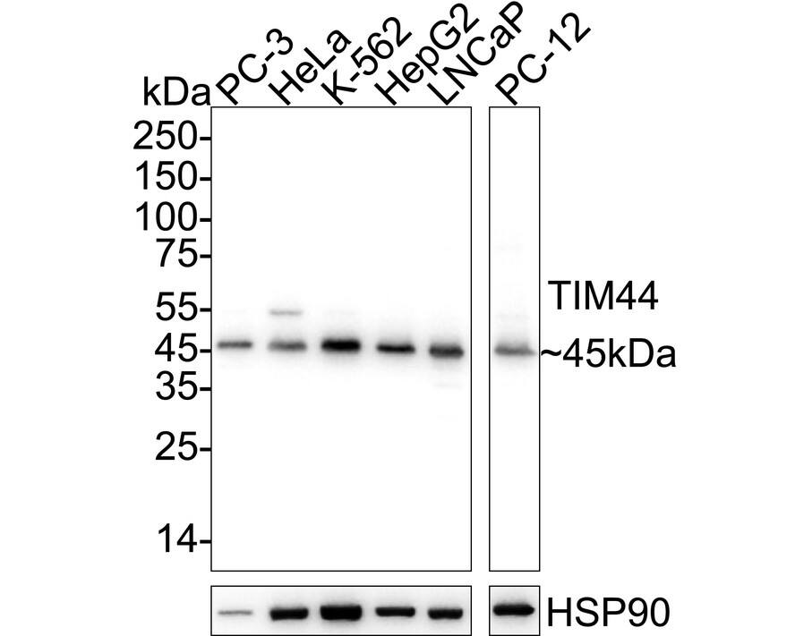 Western blot analysis on different lysates with NBP3-33020 at 1/5,000 dilution. Lane 1: PC-3 cell lysate Lane 2: HeLa cell lysate Lane 3: K-562 cell lysate Lane 4: HepG2 cell lysate Lane 5: LNCaP cell lysate Lane 6: PC-12 cell lysate Lysates/proteins at 20 µg/Lane. Predicted band size: 51 kDa Observed band size: 45 kDa Exposure time: 6 seconds;  4-20% SDS-PAGE gel. Proteins were transferred to a PVDF membrane and blocked with 5% NFDM/TBST for 1 hour at room temperature. NBP3-33020 at 1/5,000 dilution was used in primary antibody dilution at 4℃ overnight. Goat Anti-Rabbit IgG [HRP] Secondary Antibody at 1/50,000 dilution was used for 1 hour at room temperature.