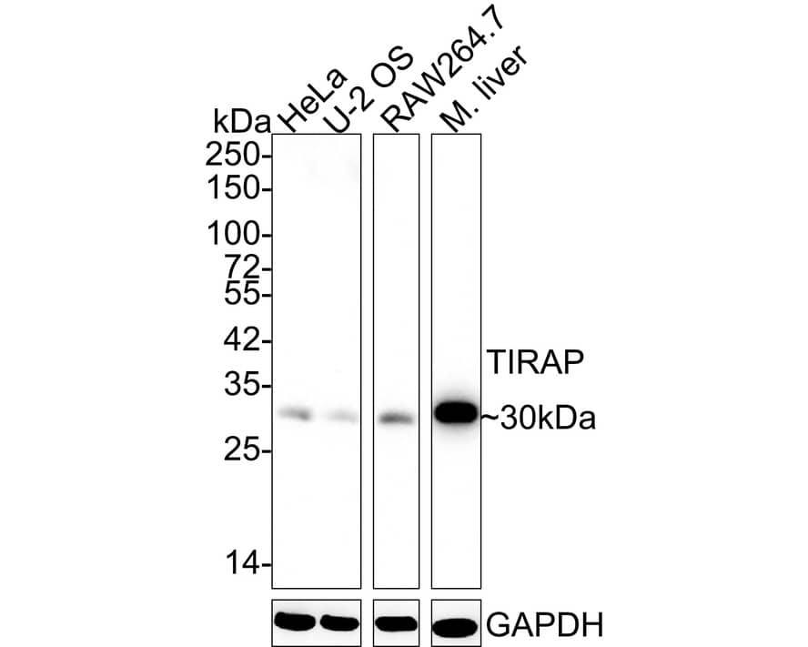 Western Blot: TIRAP Antibody (JE46-35) [NBP3-33024] - Western blot analysis of TIRAP on different lysates with Rabbit anti-TIRAP antibody (NBP3-33024) at 1/2,000 dilution. Lane 1: HeLa cell lysate (20 ug/Lane) Lane 2: U-2 OS cell lysate (20 ug/Lane) Lane 3: RAW264.7 cell lysate (20 ug/Lane) Lane 4: Mouse liver tissue lysate (40 ug/Lane) Predicted band size: 24 kDa Observed band size: 30 kDa Exposure time: 3 minutes; 4-20% SDS-PAGE gel. Proteins were transferred to a PVDF membrane and blocked with 5% NFDM/TBST for 1 hour at room temperature. The primary antibody (NBP3-33024) at 1/2,000 dilution was used in 5% NFDM/TBST at 4C overnight. Goat Anti-Rabbit IgG - HRP Secondary Antibody at 1/50,000 dilution was used for 1 hour at room temperature.