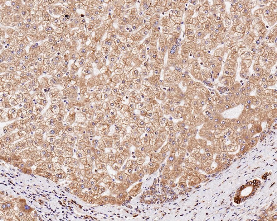 Immunohistochemistry: TMED9 Antibody (A9A7-R) [NBP3-33027] - Immunohistochemical analysis of paraffin-embedded human liver tissue with Mouse anti-TMED9 antibody (NBP3-33027) at 1/1,000 dilution. The section was pre-treated using heat mediated antigen retrieval with Tris-EDTA buffer (pH 9.0) for 20 minutes. The tissues were blocked in 1% BSA for 20 minutes at room temperature, washed with ddH2O and PBS, and then probed with the primary antibody (NBP3-33027) at 1/1,000 dilution for 1 hour at room temperature. The detection was performed using an HRP conjugated compact polymer system. DAB was used as the chromogen. Tissues were counterstained with hematoxylin and mounted with DPX.