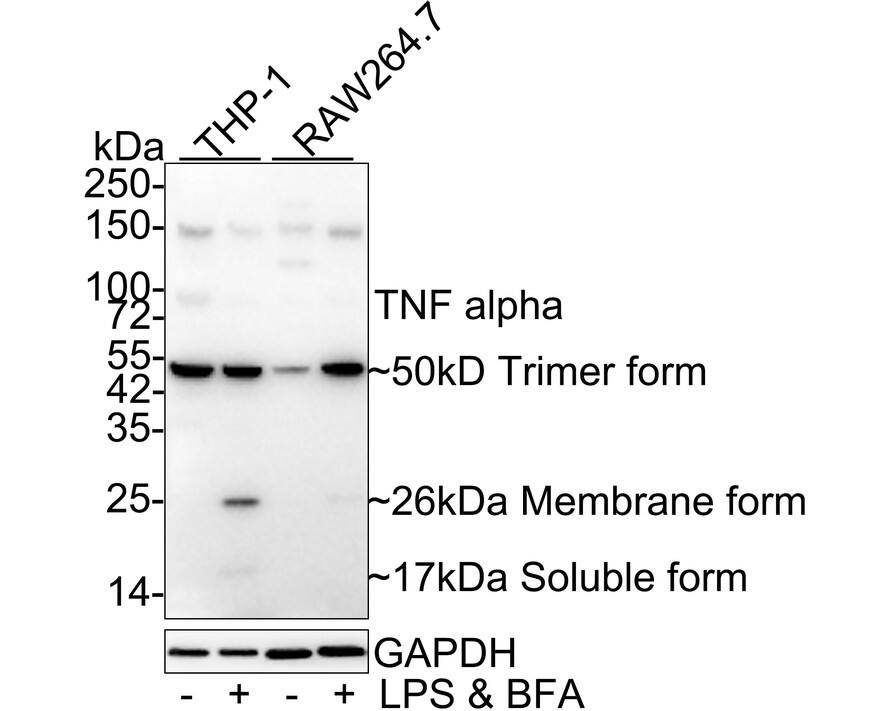 Western blot analysis on different lysates with NBP3-33032 at 1/1,000 dilution. Lane 1: THP-1 cell lysate Lane 2: THP-1 treated with 500ng/mL LPS for 24 hours then add 300ng/mL BFA for 20 hours cell lysate Lane 3: RAW264.7 cell lysate Lane 4: RAW264.7 treated with 100ng/mL LPS for 7 hours, add 300ng/mL BFA for 3 hours cell lysate Lysates/proteins at 20 µg/Lane. Predicted band size: 26 kDa Observed band size: 26/50/17 kDa Exposure time: 1 minute; 4-20% SDS-PAGE gel. Proteins were transferred to a PVDF membrane and blocked with 5% NFDM/TBST for 1 hour at room temperature. NBP3-33032 at 1/1,000 dilution was used in 5% NFDM/TBST at 4℃ overnight. Goat Anti-Rabbit IgG [HRP] Secondary Antibody at 1/50,000 dilution was used for 1 hour at room temperature.