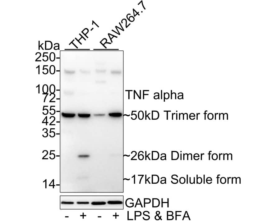 Western Blot: TNF-alpha Antibody (PS01-07) [NBP3-33032] - Western blot analysis of TNF-alpha on different lysates with Rabbit anti-TNF-alpha antibody (NBP3-33032) at 1/1,000 dilution. Lane 1: THP-1 cell lysate Lane 2: THP-1 treated with 500ng/mL LPS for 24 hours then add 300ng/mL BFA for 20 hours cell lysate Lane 3: RAW264.7 cell lysate Lane 4: RAW264.7 treated with 100ng/mL LPS for 7 hours, add 300ng/mL BFA for 3 hours cell lysate Lysates/proteins at 20 ug/Lane. Predicted band size: 26 kDa Observed band size: 26/50/17 kDa Exposure time: 1 minute; 4-20% SDS-PAGE gel. Proteins were transferred to a PVDF membrane and blocked with 5% NFDM/TBST for 1 hour at room temperature. The primary antibody (NBP3-33032) at 1/1,000 dilution was used in 5% NFDM/TBST at 4C overnight. Goat Anti-Rabbit IgG - HRP Secondary Antibody at 1/50,000 dilution was used for 1 hour at room temperature.