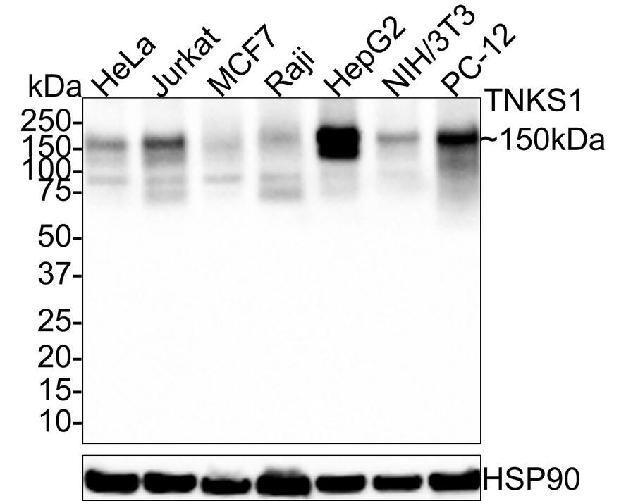 Western Blot: Tankyrase 1 Antibody (PSH0-51) [NBP3-33033] - Western blot analysis of Tankyrase 1 on different lysates with Rabbit anti-Tankyrase 1 antibody (NBP3-33033) at 1/1,000 dilution. Lane 1: HeLa cell lysate Lane 2: Jurkat cell lysate Lane 3: MCF7 cell lysate Lane 4: Raji cell lysate Lane 5: HepG2 cell lysate Lane 6: NIH/3T3 cell lysate Lane 7: PC-12 cell lysate Lysates/proteins at 20 ug/Lane. Predicted band size: 142 kDa Observed band size: 150 kDa Exposure time: 17 seconds; 4-20% SDS-PAGE gel. Proteins were transferred to a PVDF membrane and blocked with 5% NFDM/TBST for 1 hour at room temperature. The primary antibody (NBP3-33033) at 1/1,000 dilution was used in 5% NFDM/TBST at room temperature for 2 hours. Goat Anti-Rabbit IgG - HRP Secondary Antibody at 1:50,000 dilution was used for 1 hour at room temperature.