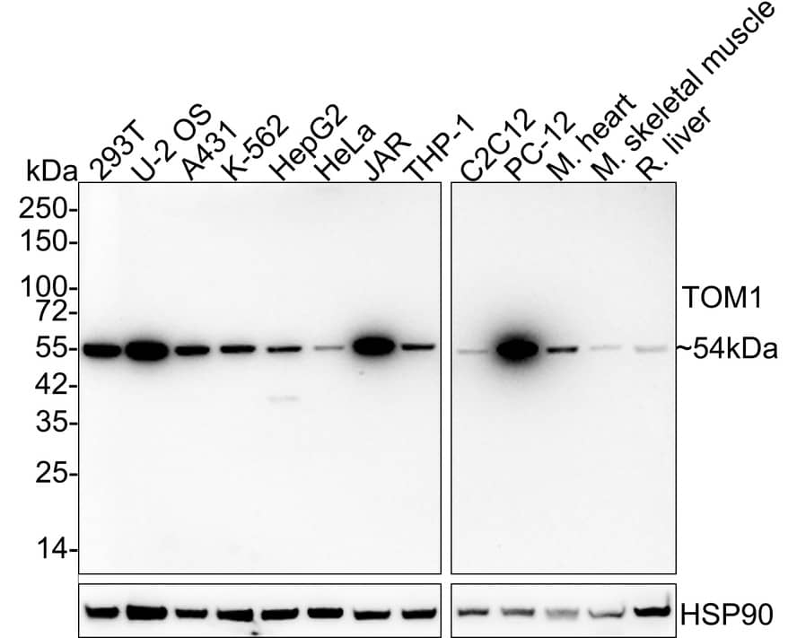 Western blot analysis on different lysates with NBP3-33035 at 1/2,000 dilution. Lane 1: 293T cell lysate (20 µg/Lane) Lane 2: U-2 OS cell lysate (20 µg/Lane) Lane 3: A431 cell lysate (20 µg/Lane) Lane 4: K-562 cell lysate (20 µg/Lane) Lane 5: HepG2 cell lysate (20 µg/Lane) Lane 6: HeLa cell lysate (20 µg/Lane) Lane 7: JAR cell lysate (20 µg/Lane) Lane 8: THP-1 cell lysate (20 µg/Lane) Lane 9: C2C12 cell lysate (20 µg/Lane) Lane 10: PC-12 cell lysate (20 µg/Lane) Lane 11: Mouse heart tissue lysate (40 µg/Lane) Lane 12: Mouse skeletal muscle tissue lysate (40 µg/Lane) Lane 13: Rat liver tissue lysate (40 µg/Lane) Predicted band size: 54 kDa Observed band size: 54 kDa Exposure time: 3 minutes; 4-20% SDS-PAGE gel. Proteins were transferred to a PVDF membrane and blocked with 5% NFDM/TBST for 1 hour at room temperature. NBP3-33035 at 1/2,000 dilution was used in 5% NFDM/TBST at 4℃ overnight. Goat Anti-Rabbit IgG [HRP] Secondary Antibody at 1/50,000 dilution was used for 1 hour at room temperature.