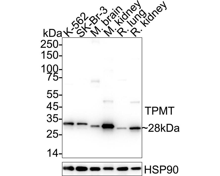 Western Blot TPMT Antibody (JE64-09)
